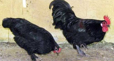 Jak si vybrat to nejlepší kuře na snášení vajec pro váš dvůr?